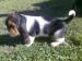 Basset Hound - Prodej