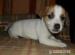 Jack Russell Teriér-štěňata s PP - Prodej