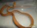 Corallus Hortulanus - Prodej