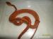 Corallus Hortulanus - Prodej