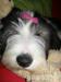 Štěňátko bearded collie s PP - Prodej