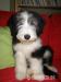 Štěňátko bearded collie s PP - Prodej