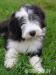 Štěňátko bearded collie s PP - Prodej