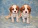 Cavalier king charles spaniel - Predaj