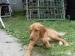 Kríženec kokršpaniela a labradora - Darovanie