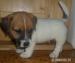 Jack Russell Teriér s PP - Prodej