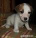 Jack Russell Teriér s PP - Prodej