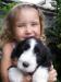 Štěňátka bearded collie s PP - Prodej