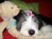 Štěňátka bearded collie s PP - Prodej