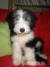 Štěňátka bearded collie s PP - Prodej