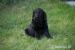 4 šteniatka Flat coated retriever s PP - Predaj