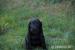 4 šteniatka Flat coated retriever s PP - Predaj