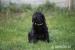 4 šteniatka Flat coated retriever s PP - Predaj