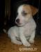 Jack Russell Teriér s PP - Prodej