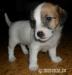 Jack Russell Teriér s PP - Prodej