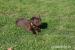 Labrador retriever - šteniatka s PP   - Predaj
