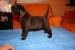 Labrador retriever - šteniatka s PP   - Predaj