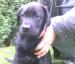 Labradorský retriever - Predaj