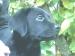 Labradorský retriever - Predaj
