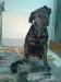 Šteniatka Cane Corso - Predaj