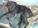 Šteniatka Cane Corso - Predaj