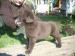 Labrador - Predaj