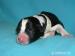 Border collie s PP - Prodej