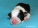 Border collie s PP - Prodej