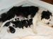 Border collie s PP - Prodej