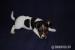 Jack russel teriér - Predaj