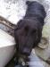 9 rocny labrador retriever - Darovanie