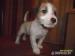 Jack Russell Teriér s PP - Prodej