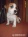 Jack Russell Teriér s PP - Prodej