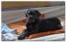Cane Corso s PP - Prodej