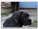 Cane Corso s PP - Prodej