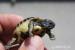 Želva zelenavá mláďata - Prodej