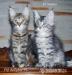 Kocięta Maine Coon - Sprzedaż