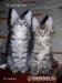 Kocięta Maine Coon - Sprzedaż