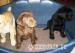 Labradorský retriever - Predaj