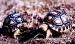 Korytnačka leopardia - Geochelone pardalis - Predaj