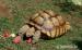 Korytnačka ostrohatá - Geochelone sulcata - Predaj