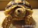Korytnačka ostrohatá - Geochelone sulcata - Predaj