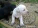 Labrador - Predaj