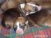Welsh corgi pembroke - Predaj