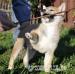 Shiba Inu - Predaj