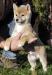 Shiba Inu - Predaj