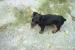Doberman, 3 mesačná sučka - Predaj