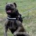 Americky Bandog - Predaj
