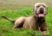 Americky Bandog - Predaj