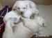 Labradorsky retriever - Predaj